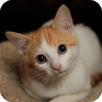 Domestic Shorthair Kitten for Sale in Albany, New York - Phoebe Domestic Shorthair Kitten for Sale in Albany, New York - Phoebe