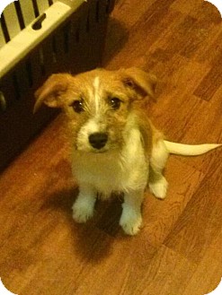 Jack Russell Terrier Mix Puppy for Sale in Westland, Michigan - Ginny Jack Russell Terrier Mix Puppy for Sale in Westland, Michigan - Ginny