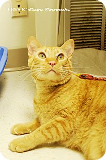 Domestic Shorthair Cat for Sale in Lincoln, Nebraska - Mu Shu Domestic Shorthair Cat for Sale in Lincoln, Nebraska - Mu Shu