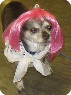 Chihuahua Mix Dog for Sale in Bellingham, Washington - Louise Chihuahua Mix Dog for Sale in Bellingham, Washington - Louise