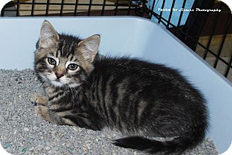 Domestic Mediumhair Kitten for Sale in Lincoln, Nebraska - Braveheart Domestic Mediumhair Kitten for Sale in Lincoln, Nebraska - Braveheart