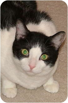 Domestic Shorthair Cat for Sale in Chattanooga, Tennessee - Daphne Domestic Shorthair Cat for Sale in Chattanooga, Tennessee - Daphne