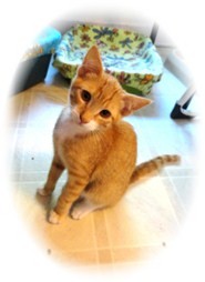 Domestic Shorthair Kitten for Sale in Shelton, Washington - Morrie Domestic Shorthair Kitten for Sale in Shelton, Washington - Morrie