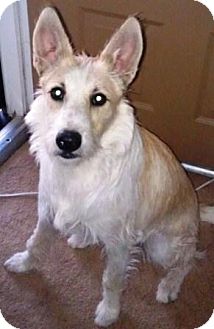 Terrier (Unknown Type, Medium) Mix Dog for Sale in Gilbert, Arizona - Goose Terrier (Unknown Type, Medium) Mix Dog for Sale in Gilbert, Arizona - Goose