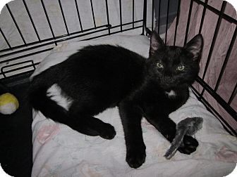 Domestic Shorthair Kitten for Sale in Speonk, New York - Clyde Domestic Shorthair Kitten for Sale in Speonk, New York - Clyde