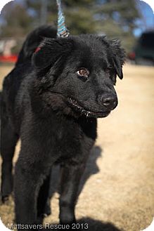 Newfoundland/Retriever (Unknown Type) Mix Puppy for Sale in Broomfield, Colorado - Valentino Newfoundland/Retriever (Unknown Type) Mix Puppy for Sale in Broomfield, Colorado - Valentino