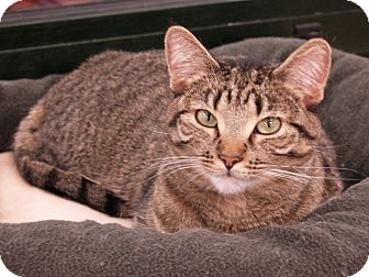 Domestic Shorthair Cat for Sale in Fountain Hills, Arizona - VALENTINA Domestic Shorthair Cat for Sale in Fountain Hills, Arizona - VALENTINA