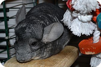 Chinchilla for Sale in Selden, New York - Siggy Chinchilla for Sale in Selden, New York - Siggy