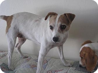 Jack Russell Terrier Dog for Sale in Atascadero, California - Molly Jack Russell Terrier Dog for Sale in Atascadero, California - Molly