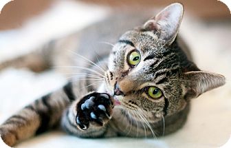 Domestic Shorthair Kitten for Sale in New Haven, Connecticut - Samuel Domestic Shorthair Kitten for Sale in New Haven, Connecticut - Samuel