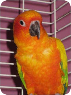 Conure for Sale in Tampa, Florida - Sunny & Ariel Conure for Sale in Tampa, Florida - Sunny & Ariel