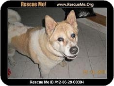 Akita Dog for Sale in Medford, Massachusetts - Tia Akita Dog for Sale in Medford, Massachusetts - Tia
