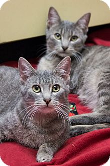 Domestic Shorthair Cat for Sale in Chicago, Illinois - Pee Wee and Stripes Domestic Shorthair Cat for Sale in Chicago, Illinois - Pee Wee and Stripes