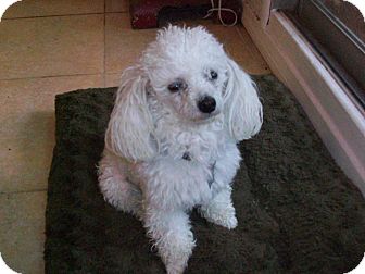 Poodle (Toy or Tea Cup) Dog for Sale in Studio City, California - Monte Poodle (Toy or Tea Cup) Dog for Sale in Studio City, California - Monte