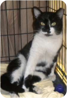 Domestic Shorthair Cat for Sale in Forest Hills, New York - Hearts Domestic Shorthair Cat for Sale in Forest Hills, New York - Hearts