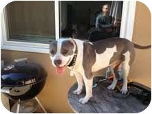 American Staffordshire Terrier/American Pit Bull Terrier Mix Dog for Sale in Van Nuys, California - Banjo American Staffordshire Terrier/American Pit Bull Terrier Mix Dog for Sale in Van Nuys, California - Banjo