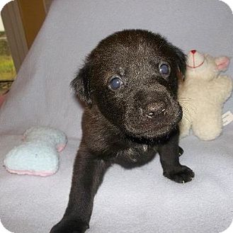 Labrador Retriever Mix Puppy for Sale in Shirley, New York - Hershey Labrador Retriever Mix Puppy for Sale in Shirley, New York - Hershey