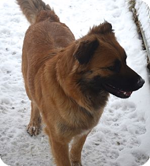 Border Collie/Chow Chow Mix Dog for Sale in New cumberland, West Virginia - Pop Border Collie/Chow Chow Mix Dog for Sale in New cumberland, West Virginia - Pop