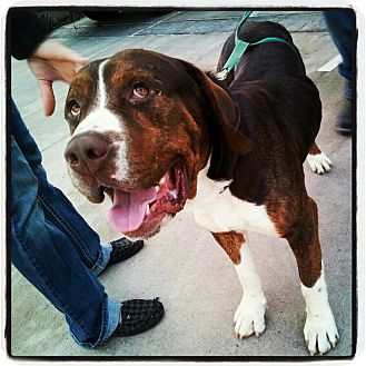 Mastiff Mix Dog for Sale in Scottsdale, Arizona - Louie Mastiff Mix Dog for Sale in Scottsdale, Arizona - Louie
