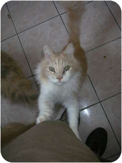 Domestic Shorthair Cat for Sale in Los Angeles, California - Candi Domestic Shorthair Cat for Sale in Los Angeles, California - Candi