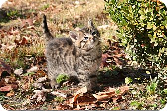 American Shorthair Kitten for Sale in Foster, Rhode Island - Yogi American Shorthair Kitten for Sale in Foster, Rhode Island - Yogi