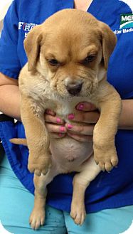 Pit Bull Terrier Mix Puppy for Sale in Gainesville, Florida - Tyson Nugget Pit Bull Terrier Mix Puppy for Sale in Gainesville, Florida - Tyson Nugget