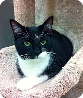 Domestic Shorthair Kitten for Sale in Warminster, Pennsylvania - Lane Domestic Shorthair Kitten for Sale in Warminster, Pennsylvania - Lane