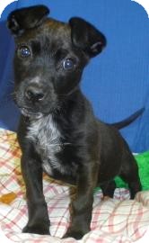 Terrier (Unknown Type, Small)/Wirehaired Fox Terrier Mix Puppy for Sale in Lincolnton, North Carolina - Tank Terrier (Unknown Type, Small)/Wirehaired Fox Terrier Mix Puppy for Sale in Lincolnton, North Carolina - Tank