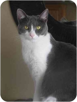 Domestic Shorthair Cat for Sale in Xenia, Ohio - Fiona Domestic Shorthair Cat for Sale in Xenia, Ohio - Fiona