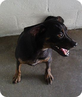 Miniature Pinscher Mix Dog for Sale in Winter Haven, Florida - Tyson Miniature Pinscher Mix Dog for Sale in Winter Haven, Florida - Tyson