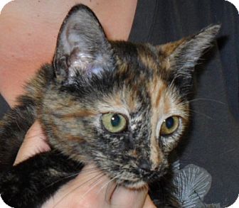 Domestic Shorthair Kitten for Sale in Phoenix, Arizona - Dalia Domestic Shorthair Kitten for Sale in Phoenix, Arizona - Dalia