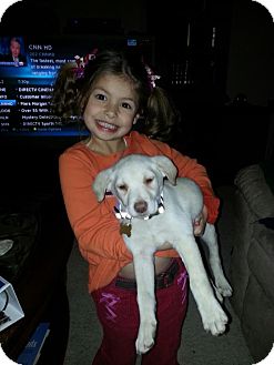 Labrador Retriever Mix Puppy for Sale in NA, Oklahoma - Phoebe Labrador Retriever Mix Puppy for Sale in NA, Oklahoma - Phoebe
