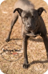 Labrador Retriever Mix Dog for Sale in Crawfordville, Florida - Nyla Labrador Retriever Mix Dog for Sale in Crawfordville, Florida - Nyla