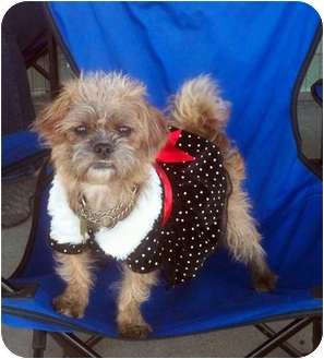 Shih Tzu/Terrier (Unknown Type, Small) Mix Dog for Sale in Los Angeles, California - LUCY Shih Tzu/Terrier (Unknown Type, Small) Mix Dog for Sale in Los Angeles, California - LUCY