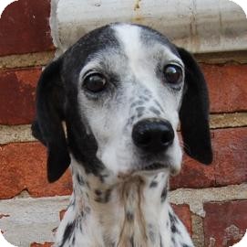 Dalmatian Mix Dog for Sale in Brooklyn, New York - Sprinkles Dalmatian Mix Dog for Sale in Brooklyn, New York - Sprinkles