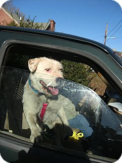 American Bulldog/Terrier (Unknown Type, Medium) Mix Dog for Sale in Sherman, Connecticut - Randy Betty's Dog American Bulldog/Terrier (Unknown Type, Medium) Mix Dog for Sale in Sherman, Connecticut - Randy Betty's Dog