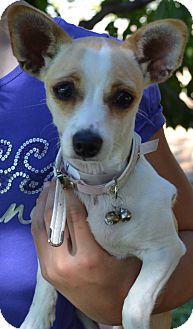 Chihuahua/Dachshund Mix Dog for Sale in Simi Valley, California - London Chihuahua/Dachshund Mix Dog for Sale in Simi Valley, California - London