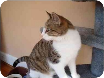 Domestic Mediumhair Cat for Sale in Columbus, Georgia - Helio Domestic Mediumhair Cat for Sale in Columbus, Georgia - Helio
