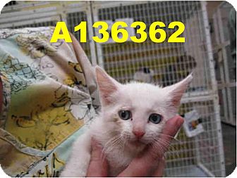 Domestic Mediumhair Kitten for Sale in Scottsdale, Arizona - Atlas- courtesy post Domestic Mediumhair Kitten for Sale in Scottsdale, Arizona - Atlas- courtesy post