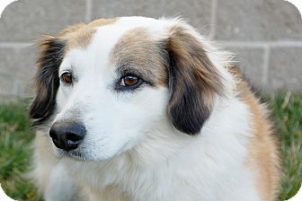 Border Collie Mix Dog for Sale in London, Kentucky - SuSu Border Collie Mix Dog for Sale in London, Kentucky - SuSu
