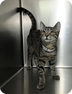 Domestic Shorthair Cat for Sale in Farmingdale, New York - Opal Domestic Shorthair Cat for Sale in Farmingdale, New York - Opal