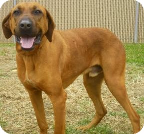 Redbone Coonhound/Labrador Retriever Mix Dog for Sale in Lincolnton, North Carolina - Duke Redbone Coonhound/Labrador Retriever Mix Dog for Sale in Lincolnton, North Carolina - Duke