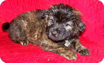 German Shepherd Dog/Boxer Mix Puppy for Sale in Sussex, New Jersey - Vada German Shepherd Dog/Boxer Mix Puppy for Sale in Sussex, New Jersey - Vada
