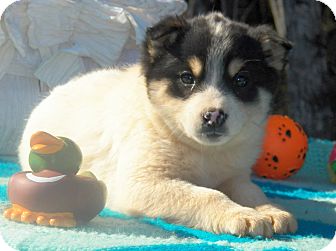 Husky/Shepherd (Unknown Type) Mix Puppy for Sale in Sussex, New Jersey - Nikki Husky/Shepherd (Unknown Type) Mix Puppy for Sale in Sussex, New Jersey - Nikki