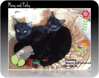 Domestic Shorthair Cat for Sale in Mobile, Alabama - Missy Domestic Shorthair Cat for Sale in Mobile, Alabama - Missy