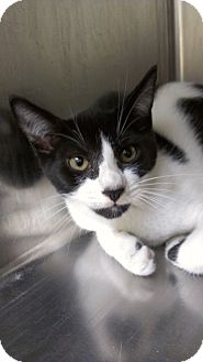 Domestic Shorthair Cat for Sale in Richboro, Pennsylvania - Matt LeBlanc Domestic Shorthair Cat for Sale in Richboro, Pennsylvania - Matt LeBlanc