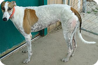 Greyhound Dog for Sale in Longwood, Florida - Boc's Punchline Greyhound Dog for Sale in Longwood, Florida - Boc's Punchline