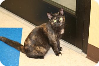 American Shorthair Cat for Sale in Hagerstown, Maryland - Prim Rose American Shorthair Cat for Sale in Hagerstown, Maryland - Prim Rose