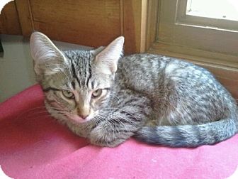 Domestic Shorthair Kitten for Sale in Grand Rapids, Michigan - Scorpio Domestic Shorthair Kitten for Sale in Grand Rapids, Michigan - Scorpio