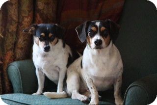 Dachshund/Jack Russell Terrier Mix Dog for Sale in Russellville, Kentucky - Lexi Dachshund/Jack Russell Terrier Mix Dog for Sale in Russellville, Kentucky - Lexi